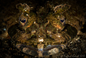 "Face to face"-Crocodile Fish-Lembeh by Richard Goluch 